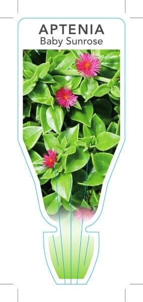 Aptenia 'Baby Sunrose'