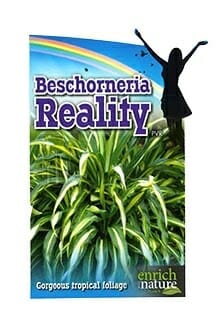 Beschorneria Yuccoides 'Reality' label