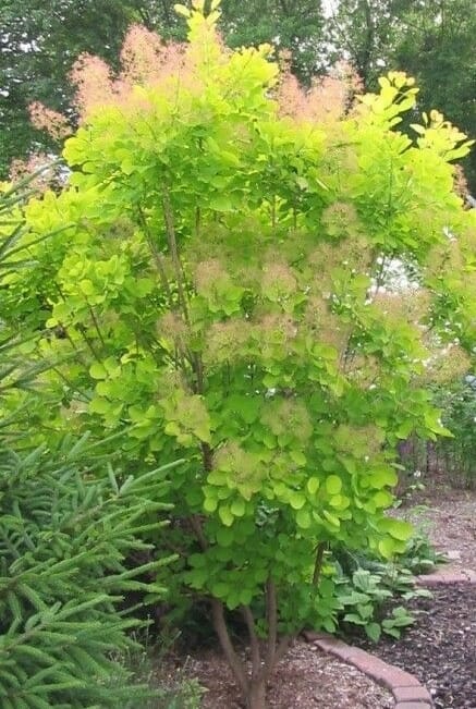Cotinus coggygria Golden Spirit 1