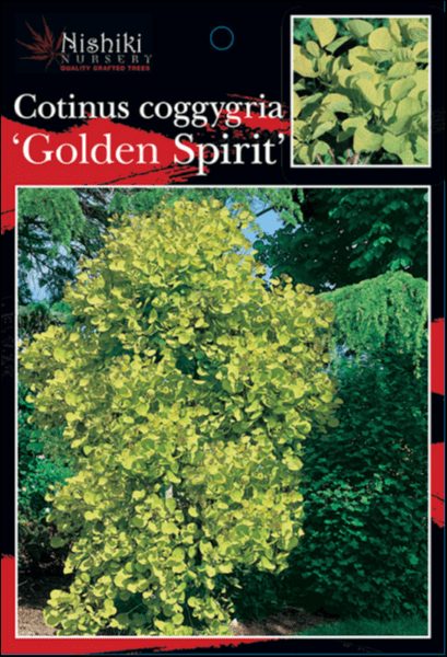 Cotinus coggygria Golden Spirit label