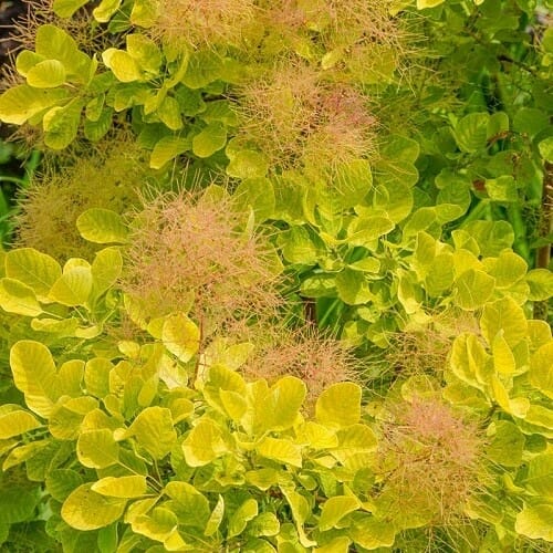 Cotinus coggygria Golden Spirit