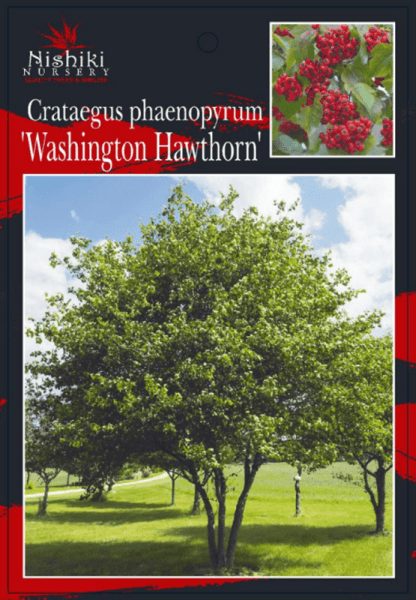 Crataegus phaenopyrum Washington Hawthorn Front