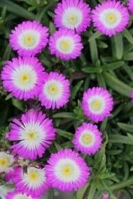 Close-up of Delosperma Suntropics® 'Hot Pink' Ice Plant in a 6" pot, featuring vibrant purple-pink petals with white centers and lush green foliage in the background.