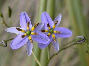 Two purple Dianella admixta 'Spreading Flax Lily' flowers with six petals and bright yellow-brown stamens, surrounded by green stems and buds, are shown up close—perfect for your garden in a 2" pot.