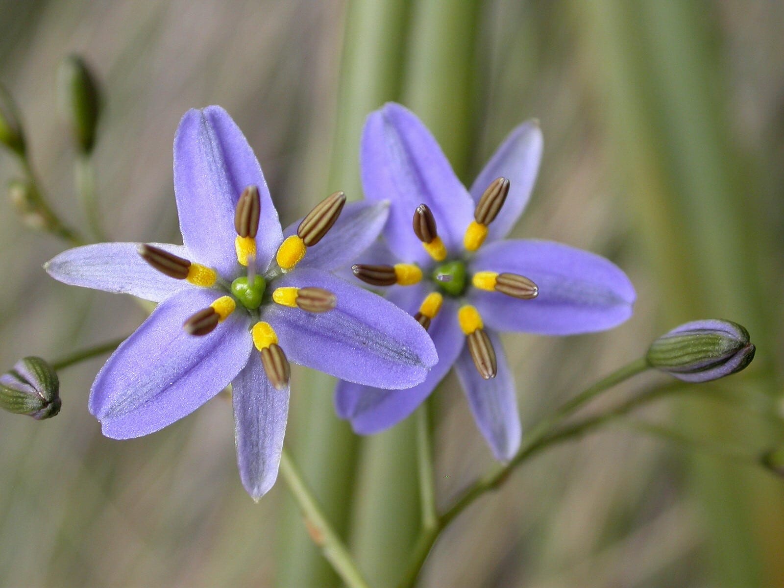 Two purple Dianella admixta 'Spreading Flax Lily' flowers with six petals and bright yellow-brown stamens, surrounded by green stems and buds, are shown up close—perfect for your garden in a 2" pot.