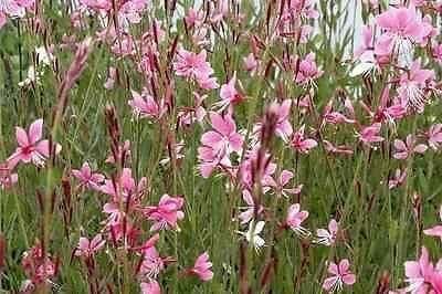 Gaura lindheimeri Geyser Pink' Butterfly Bush