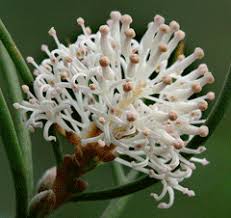 Close-up of a Grevillea flower with white, spiky petals and pink tips among green leaves—an ideal match for your collection with Hakea 'Sweet Scented Hakea' in a 6" Pot.