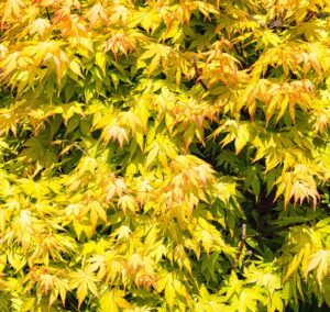 Acer palmatum 'Aureum' 10" Pot features dense clusters of maple leaves that turn yellow and orange in early autumn, adding vibrant seasonal color to any space.