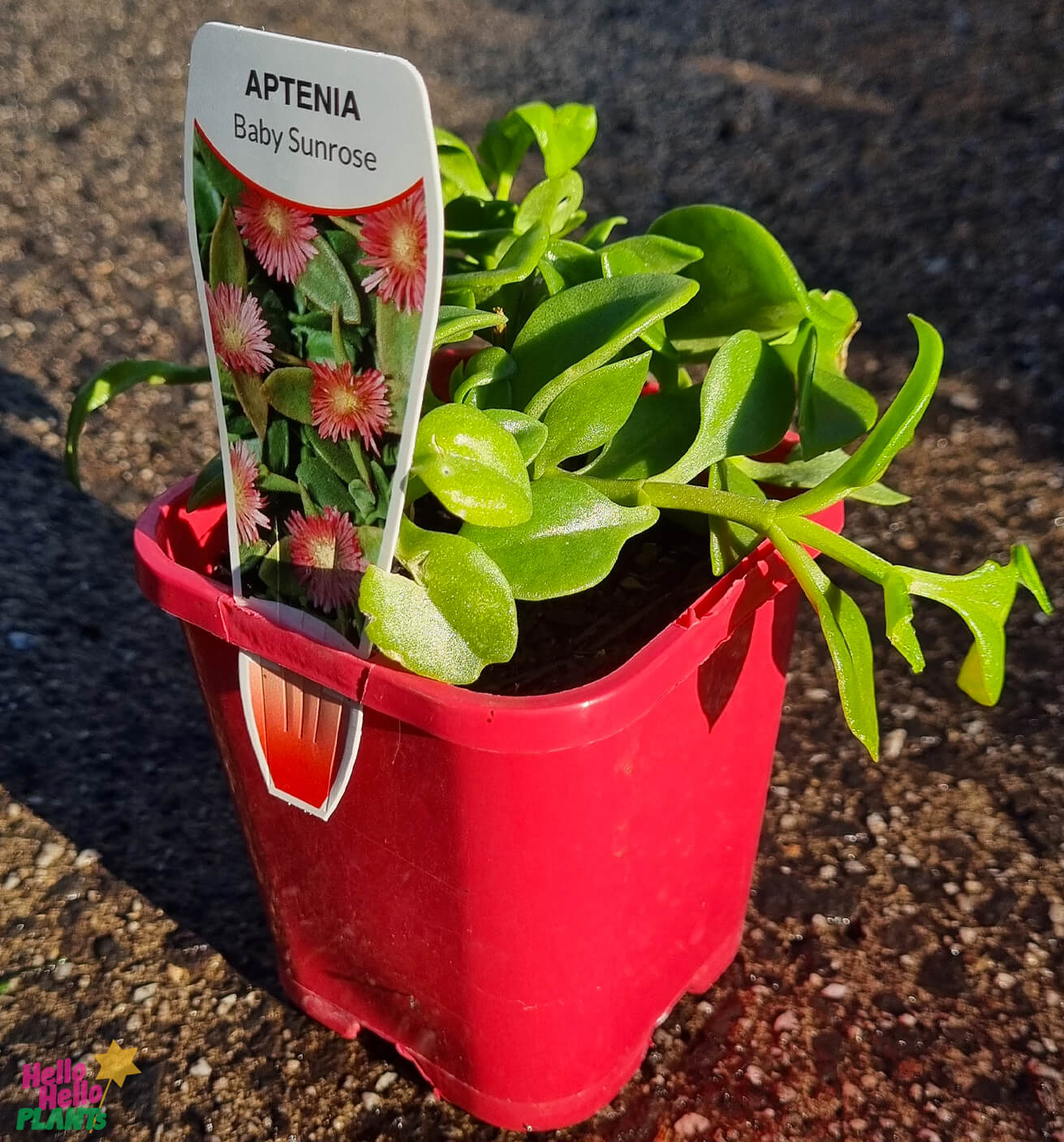 Aptenia 'Baby Sunrose'