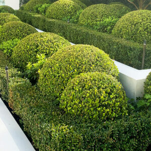 Buxus 'Korean Box' Topiary Ball 16" Pots are arranged neatly in a landscaped garden with white borders.