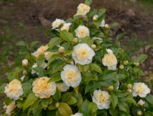 The Camellia japonica 'Brushfield's Yellow' 16" Pot (Espaliered) displays glossy green foliage and clusters of white and pale yellow flowers, thriving outdoors with a naturally blurred background.