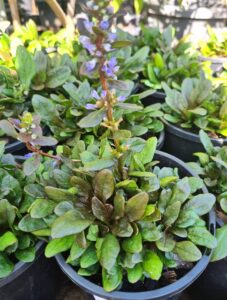 A close-up of Ajuga 'Tuff n Tidy' in a 6" pot shows its green foliage and small purple blooms, surrounded by similar plants in black pots.