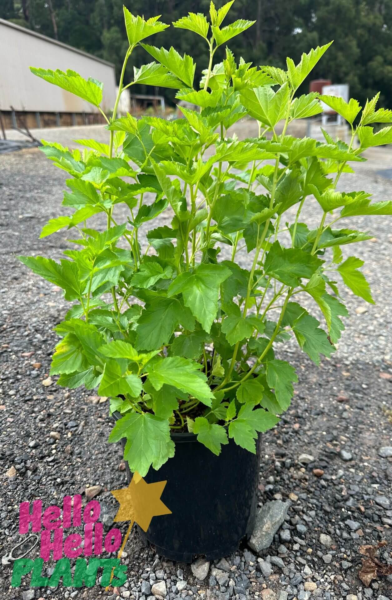 Physocarpus 'Green' Ninebark 8" Pot