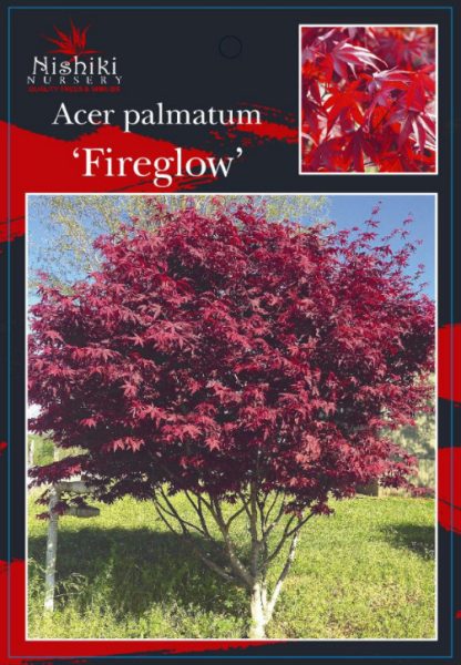 JAcer palmatum Fireglow Front japanese maple