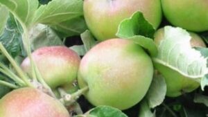 Malus coloumnar apple polka pbr fruit