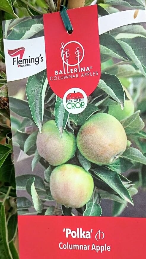 Malus coloumnar apple polka pbr