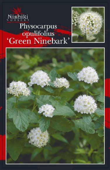 Physocarpus 'Green' Ninebark 8" Pot