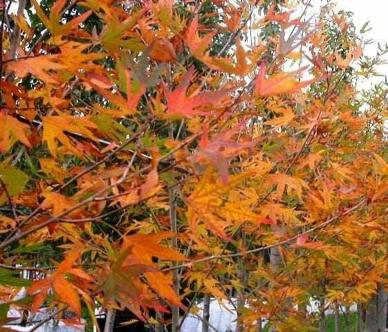 The Platanus 'Autumn Glory' Plane Tree 45L features dense branches with vibrant orange, yellow, and red autumn leaves. Its rich foliage creates a stunning display, obscuring much of the background.