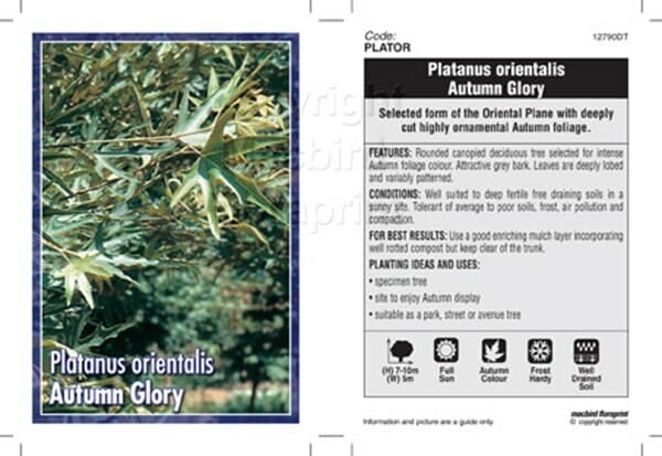 Platanus 'Autumn Glory' Plane Tree 16" Pot