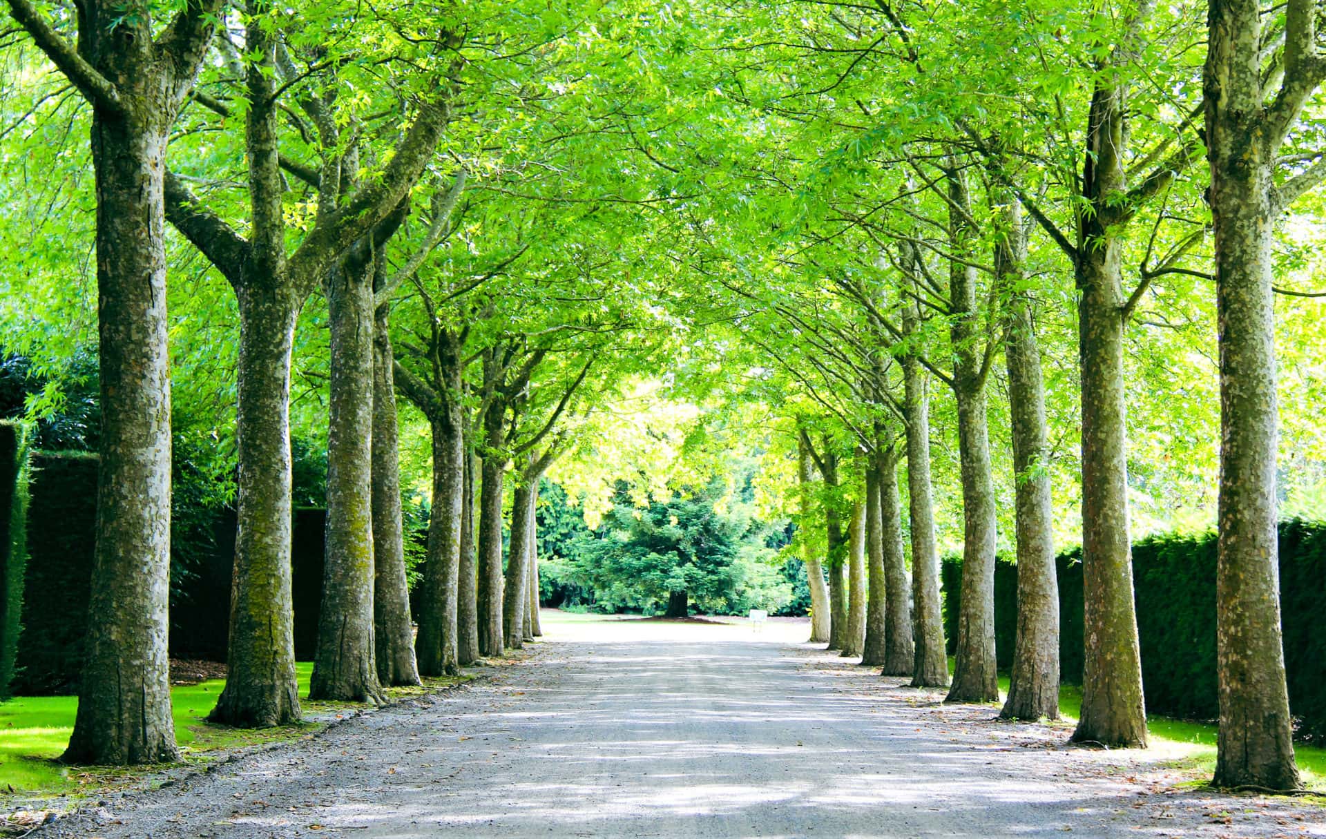 Platanus 'Autumn Glory' Plane Tree 16" Pot
