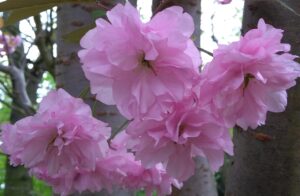 Close-up of Prunus 'JH Veitch' (Fugenzo) Ornamental Cherry blossoms in full bloom, attached to a branch with a soft focus on tree trunks and greenery. Shown here in a 13" pot.