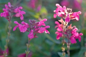 Close-up of vibrant pink Salvia 'Lancelot' flowers in an 8" pot, surrounded by blurred green foliage and bathed in gentle natural sunlight.