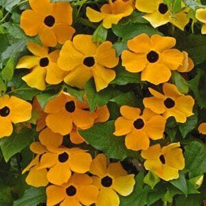 Thunbergia 'Black Eyed Susan'