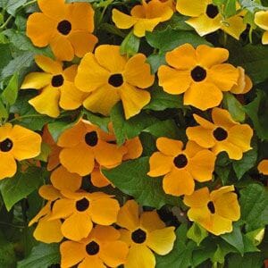 Thunbergia 'Black Eyed Susan'