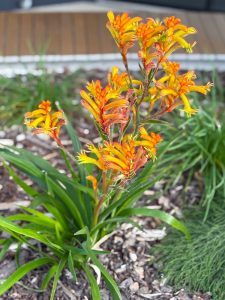 Clusters of orange and yellow tubular flowers bloom among green, strap-like leaves in a mulched garden bed, with the Acer 'Orange Dream' Japanese Maple adding vibrant colour to the blurred background foliage.