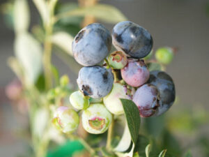 Close-up of a Vaccinium 'Biloxi' Blueberry in a 6" pot, showing clusters of berries at different ripening stages, from green to blue.