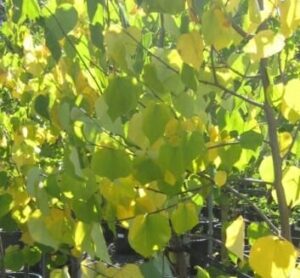 Sunlight filters through green and yellow heart-shaped leaves of Cercis 'Golden Leaf' Eastern Redbud trees in 16" pots.
