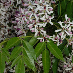 Clusters of small, star-shaped white and purple flowers bloom above the elongated, glossy green leaves of the Melia 'Caroline' Cedar Tree 45L.