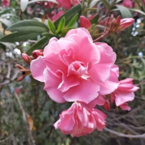 Nerium 'Double Pink Dwarf' in an 8" pot features vibrant double pink blooms with buds and lush green leaves—an ideal choice to brighten any space.