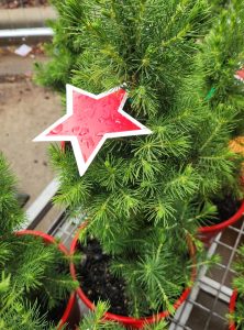 A red star-shaped tag tops a small potted Acer 'Orange Dream' Japanese Maple, surrounded by similar evergreen plants.