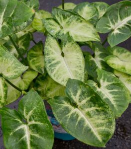 The Syngonium 'Pixie' 5" Pot features arrowhead-shaped leaves with light green and cream variegation, displayed in a blue 5-inch pot.