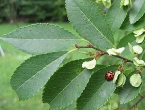 A red and black spotted ladybug sits on a green leaf of the Umus 'Reflection' PBR Chinese Elm 45L, nestled among a cluster of leaves and small pale green seeds.