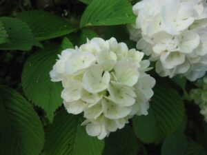 Close-up of Viburnum plicatum 'Doublefile Viburnum' blooms in an 8" pot, featuring white flower clusters and lush green leaves.