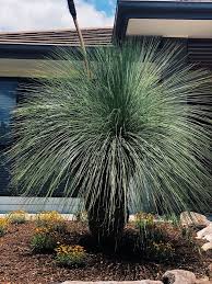 Xanthorrhoea 'Supergrass' 12" Pot