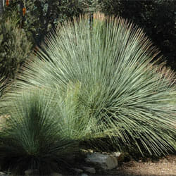Xanthorrhoea 'Supergrass' in a 12" pot features long, thin, spiky green leaves fanning outward—a striking outdoor garden plant that's easy to plant and enjoy.