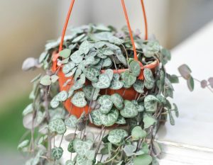 A 6-inch hanging basket contains a Cotyledon pendens plant with heart-shaped, variegated green and silver leaves cascading over the sides.