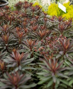 Euphorbia 'Blackbird' 8" Pot features a dense cluster of dark red and green spiky leaves, ideal for outdoor decor, with contrasting yellow-green foliage in the background.
