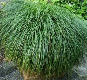 A dense, bushy clump of long, thin green Liriope 'Emerald Cascade' PBR grass overflows from a 6" pot, set against a backdrop of gravel and leafy plants.