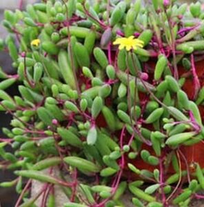 Othonna 'Ruby Necklace' 6" (Hanging Basket) features elongated green leaves on thin red stems with yellow flowers—ideal for hanging display.