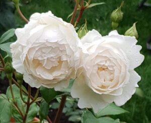 Two Rose 'Desdemona®' 3ft Standard plants bloom with white, layered petals amid lush green leaves and rosebuds, standing tall and elegant against a softly blurred garden background.