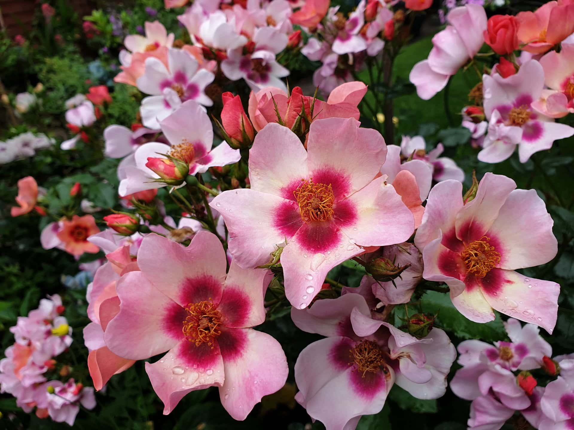 Close-up of Rosa 'Smiling Eyes' Bush Form, showcasing pale pink blooms with dark pink centers and yellow stamens, sparkling with water droplets and growing densely in a colorful garden.