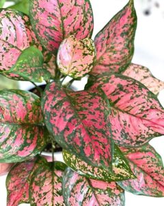 Aglaonema 'Lady Valentine' 8" Pot features vibrant pink, green, and cream-speckled leaves in a striking close-up display.
