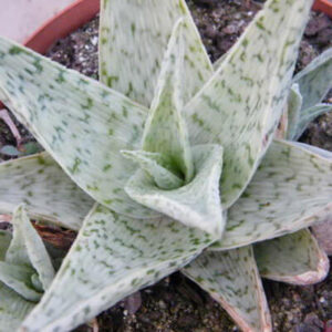 Aloe 'Quicksilver' 6" Pot features pointed, triangular leaves in a greenish-white hue with dark green spots for a striking look.