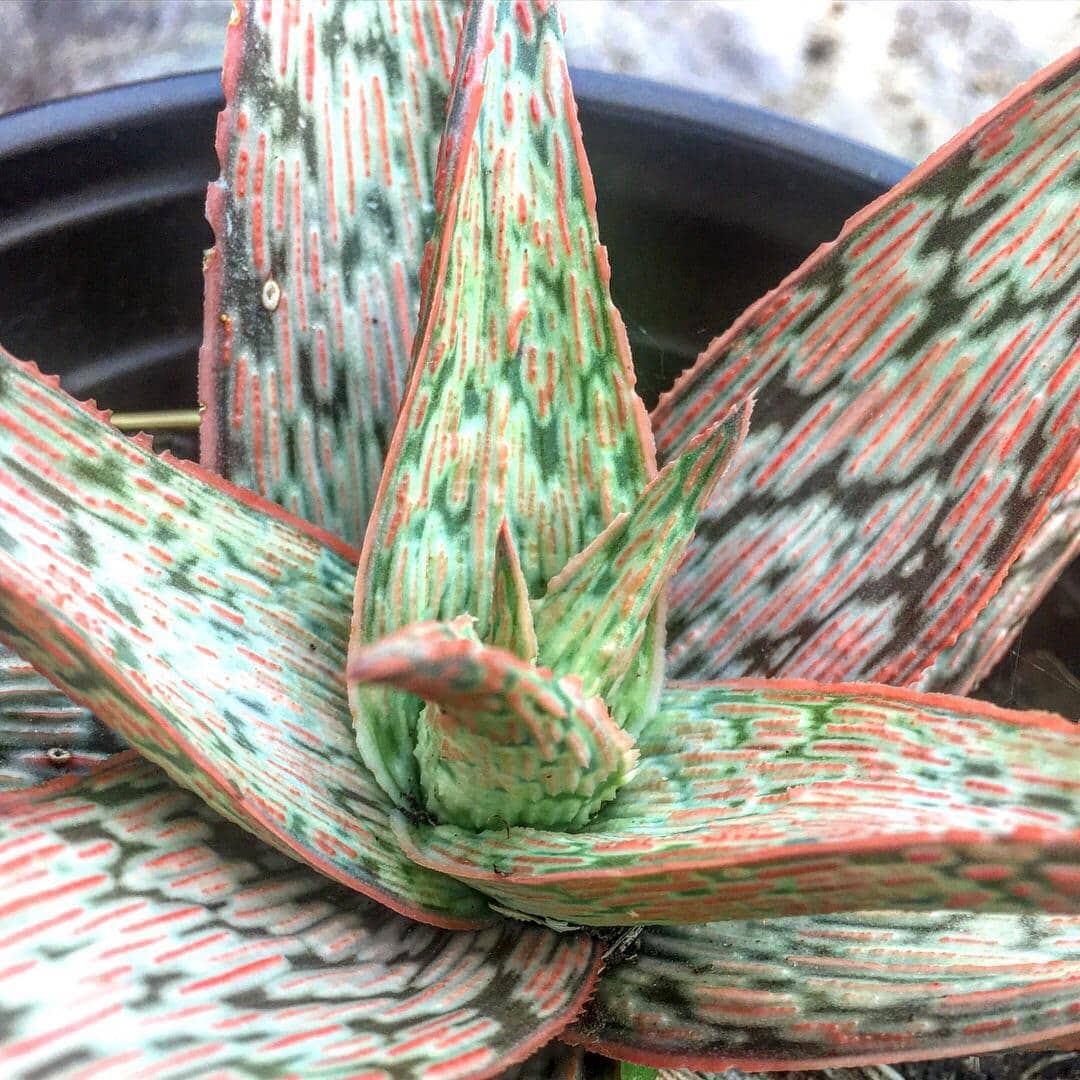 Close-up of Aloe 'Pink Blush' in a 6" pot, showing green leaves with distinctive red and white striped patterns.