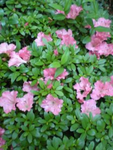 Azalea 'Gumpo Petunia' displays lovely pink blooms amid dense green foliage, beautifully presented in an 8" pot.