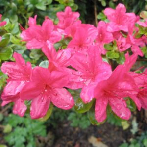 Azalea 'Hinode Giri' 8" Pot features bright pink flowers with raindrops on their petals, surrounded by green leaves and blurred background—ideal for display in an 8" pot.